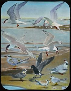 Image of Arctic Tern, Roseate Tern, Forster's Tern, Common Tern, Black Tern, Least Tern
